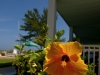 sunny_day_1